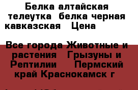 Белка алтайская телеутка, белка черная кавказская › Цена ­ 5 000 - Все города Животные и растения » Грызуны и Рептилии   . Пермский край,Краснокамск г.